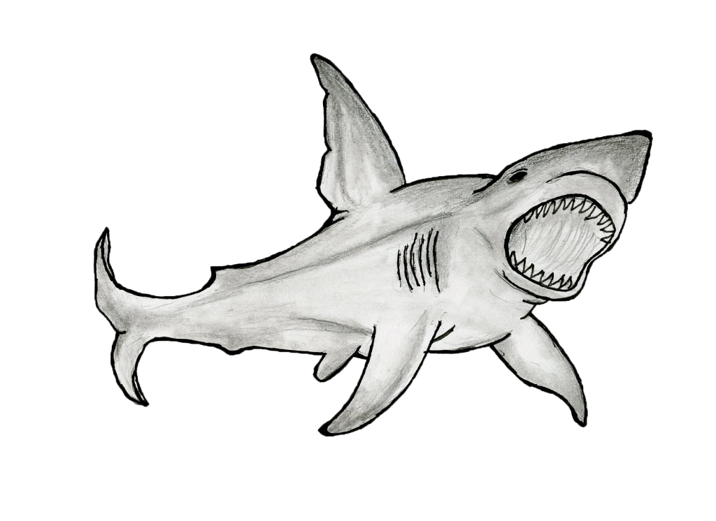 SHARK046