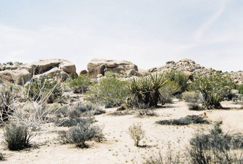 The Joshua Tree landscape proves a worthy challenge for the juniors during their class trip. Photo taken by Olive Lopez.