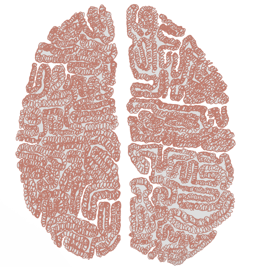 Illustration of a human brain by Sally Cobb, staff writer.