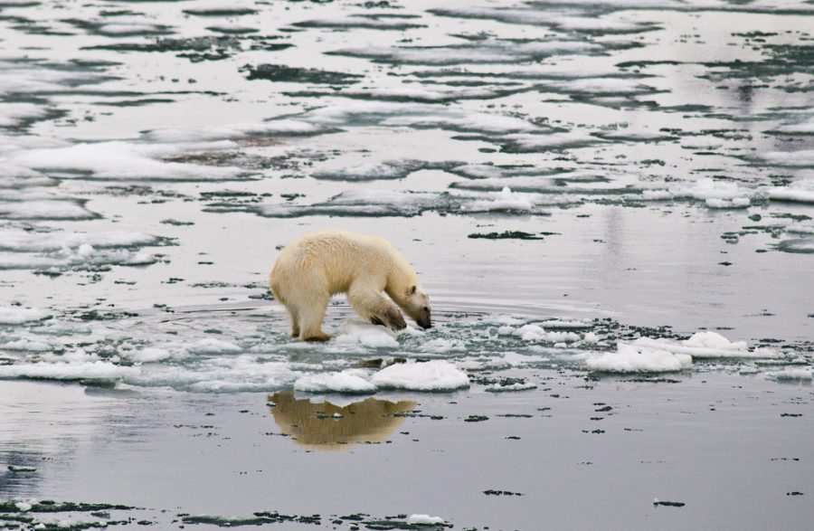 Oil drilling to take place in Alaska following the approval of the Willow project. Photo credit: Manuel Ernst., Polar bear on melting ice caps. Photo credit: Peter Prokosch.