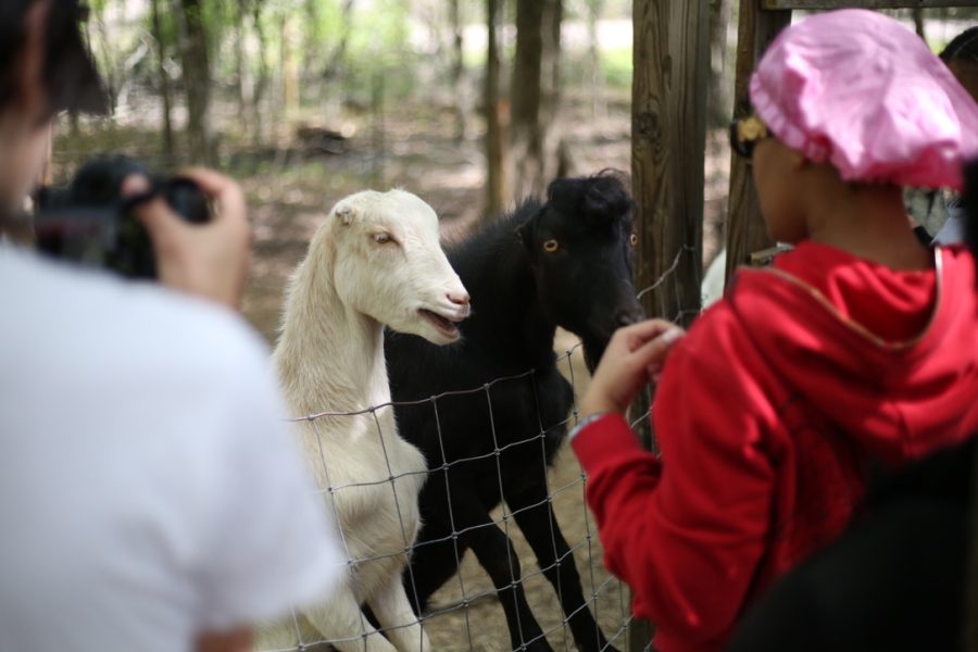 Students playing with goats at Young Family Farms. Photo credit: Theo Ackermann. 